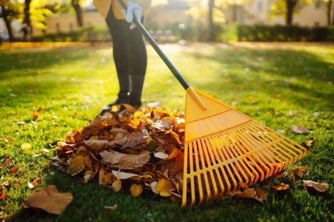 Raking leaves on a lawn
